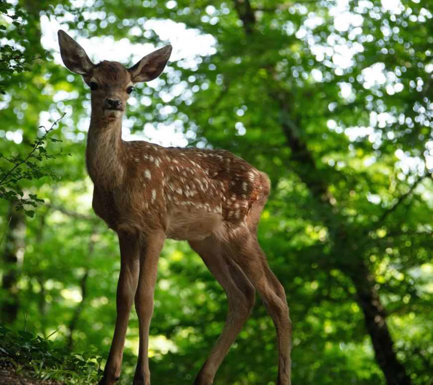 Bambi film 2024 Eric TRAVERS ©