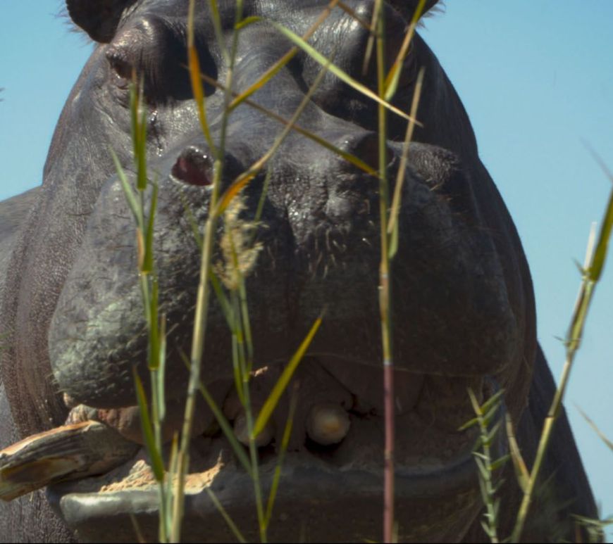 Pépé - film 2025 © Shellac