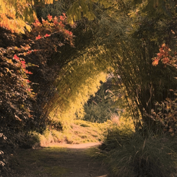 Specific Coast – Lonely